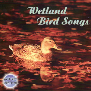 Nature's Rhythms: Wetland Bird Songs